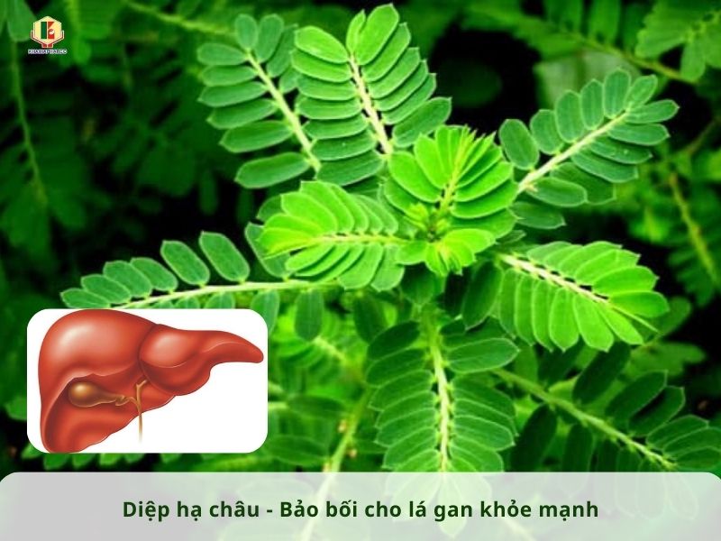 DIỆP HẠ CHÂU - BẢO BỐI CHO LÁ GAN KHỎE MẠNH