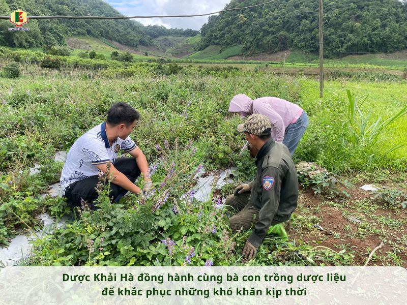 DƯỢC KHẢI HÀ ĐỒNG HÀNH CÙNG BÀ CON TRỒNG DƯỢC LIỆU ĐỂ KHẮC PHỤC NHỮNG KHÓ KHĂN KỊP THỜI