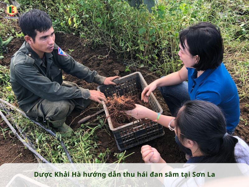 DƯỢC KHẢI HÀ HƯỚNG DẪN BÀ CON NÔNG DÂN THU HÁI ĐAN SÂM TẠI SƠN LA
