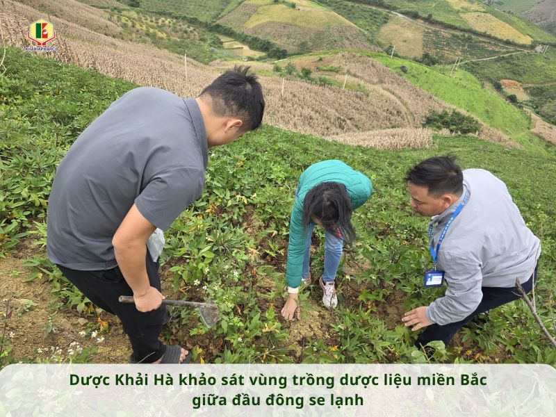 DƯỢC KHẢI HÀ KHẢO SÁT VÙNG TRỒNG DƯỢC LIỆU MIỀN BẮC GIỮA ĐẦU ĐÔNG SE LẠNH