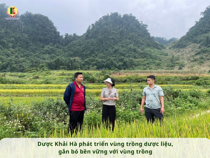 DƯỢC KHẢI HÀ PHÁT TRIỂN VÙNG TRỒNG DƯỢC LIỆU, GẮN BÓ BỀN VỮNG VỚI VÙNG TRỒNG