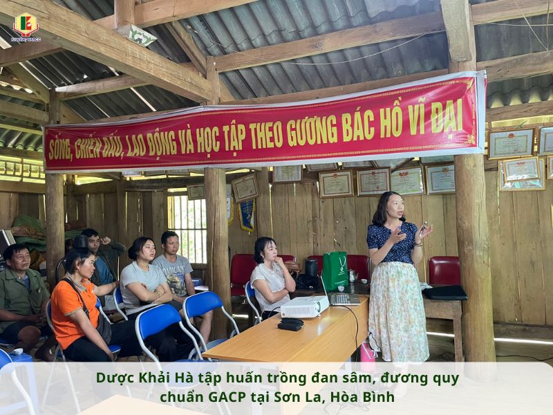 DƯỢC KHẢI HÀ TẬP HUẤN TRỒNG ĐAN SÂM, ĐƯƠNG QUY CHUẨN GACP TẠI SƠN LA, HÒA BÌNH