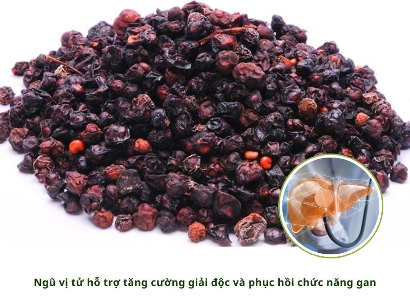 NGŨ VỊ TỬ HỖ TRỢ TĂNG CƯỜNG GIẢI ĐỘC VÀ PHỤC HỒI CHỨC NĂNG GAN
