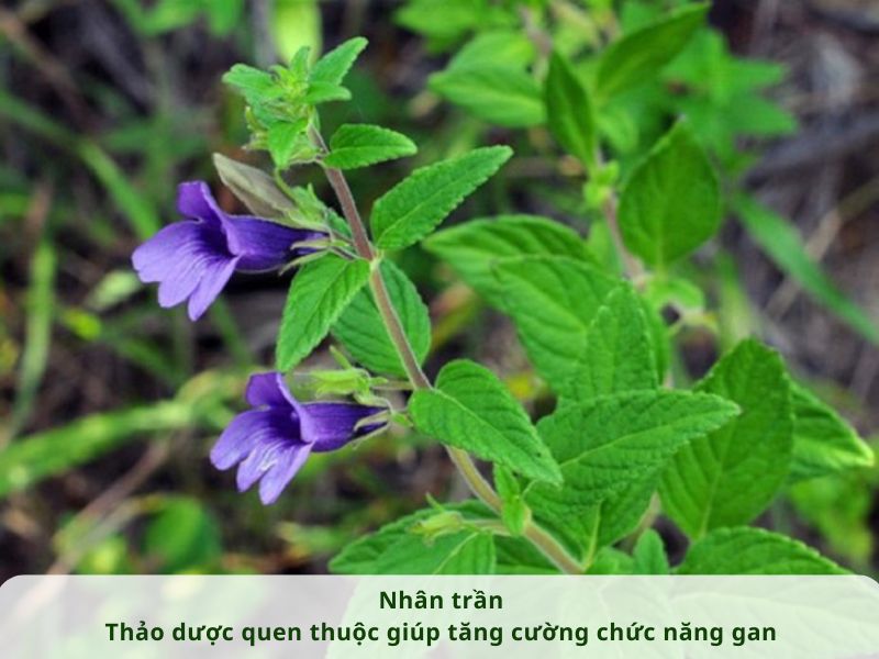 NHÂN TRẦN - THẢO DƯỢC QUEN THUỘC GIÚP TĂNG CƯỜNG CHỨC NĂNG GAN