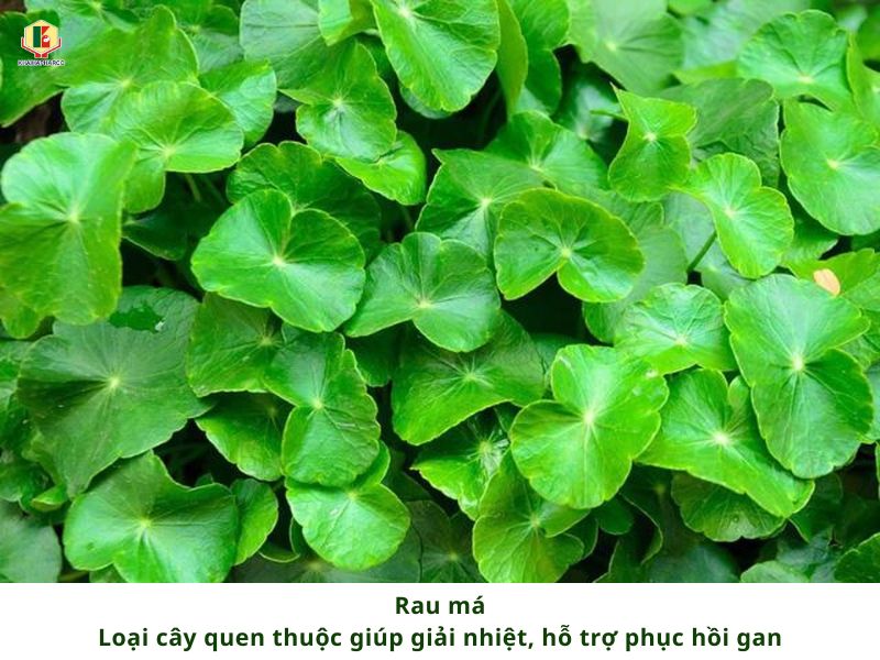 RAU MÁ - LOẠI CÂY QUEN THUỘC GIÚP GIẢI NHIỆT, HỖ TRỢ PHỤC HỒI GAN