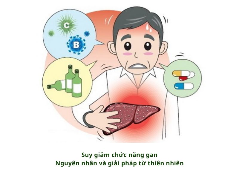 SUY GIẢM CHỨC NĂNG GAN - NGUYÊN NHÂN VÀ GIẢI PHÁP HỖ TRỢ TỪ THIÊN NHIÊN