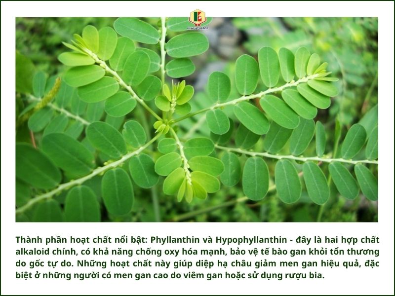 thanh-phan-hoat-chat-noi-bat-trong-diep-ha-chau.jpg