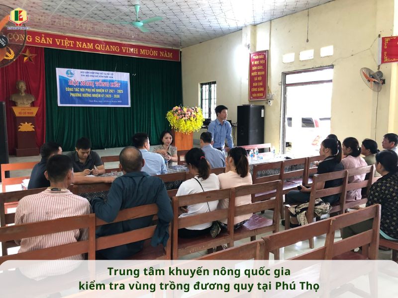 TRUNG TÂM KHUYẾN NÔNG QUỐC GIA KIỂM TRA VÙNG TRỒNG ĐƯƠNG QUY TẠI PHÚ THỌ